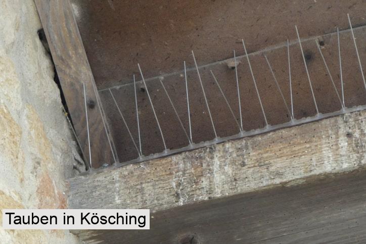 Tauben in Kösching